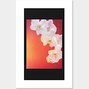 Orange Orchid Posters and Art